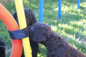 E-Wurf_28 Tage alt_Arnoldstein Cocker_5 Wochen alt 027      