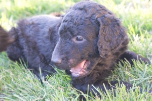 E-Wurf_28 Tage alt_Arnoldstein Cocker_5 Wochen alt 036      