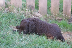 E-Wurf_28 Tage alt_Arnoldstein Cocker_5 Wochen alt 037      