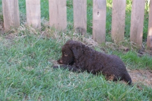 E-Wurf_28 Tage alt_Arnoldstein Cocker_5 Wochen alt 038      