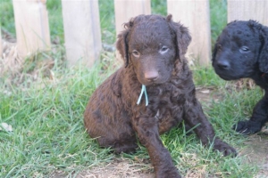 E-Wurf_28 Tage alt_Arnoldstein Cocker_5 Wochen alt 045      