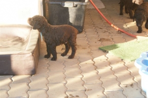 E-Wurf_28 Tage alt_Arnoldstein Cocker_5 Wochen alt 099      