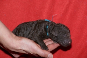 E-wurf_5 Tage alt 009 