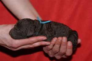 E-wurf_5 Tage alt 010 