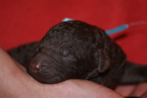 E-wurf_5 Tage alt 011 