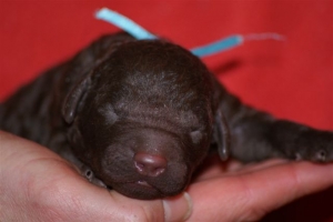 E-wurf_5 Tage alt 012 