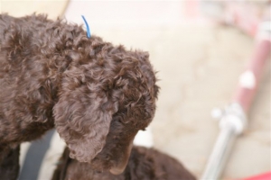 E-Wurf 6 Wochen alt 019 