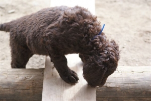 E-Wurf 6 Wochen alt 046 