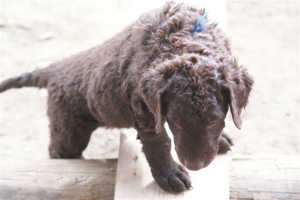 E-Wurf 6 Wochen alt 047 