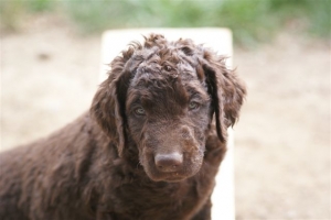 E-Wurf 6 Wochen alt 048 