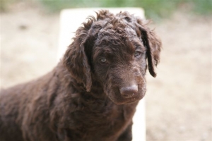 E-Wurf 6 Wochen alt 049 