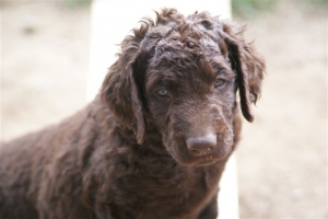 E-Wurf 6 Wochen alt 050 