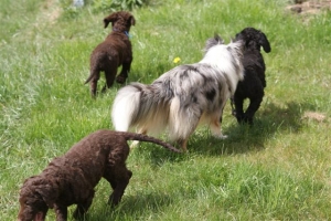 E-Wurf,8 Wochen alt 015    