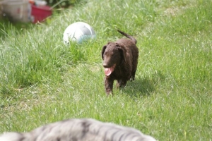 E-Wurf,8 Wochen alt 022    