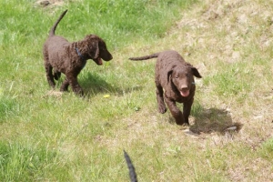 E-Wurf,8 Wochen alt 032    