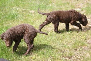 E-Wurf,8 Wochen alt 036    