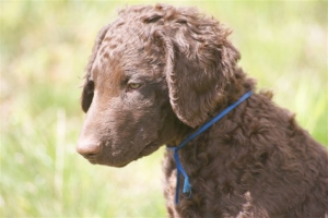 E-Wurf,8 Wochen alt 039    