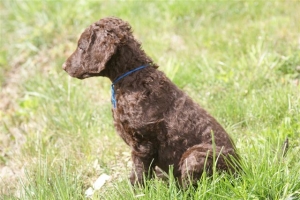 E-Wurf,8 Wochen alt 040    