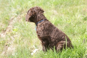 E-Wurf,8 Wochen alt 041    