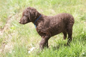 E-Wurf,8 Wochen alt 042    