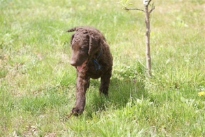 E-Wurf,8 Wochen alt 043    