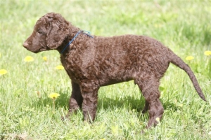 E-Wurf,8 Wochen alt 048    