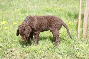 E-Wurf,8 Wochen alt 049    