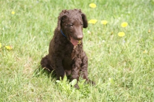 E-Wurf,8 Wochen alt 051    