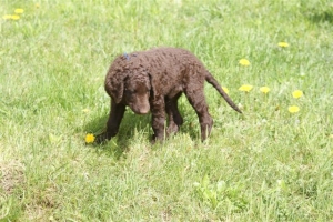 E-Wurf,8 Wochen alt 053    