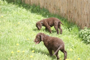 E-Wurf,8 Wochen alt 055    