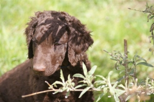 E-Wurf,8 Wochen alt 061    