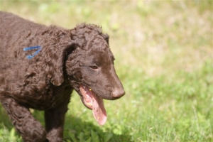 E-Wurf,8 Wochen alt 069    