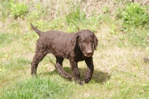 E-Wurf,8 Wochen alt 070 