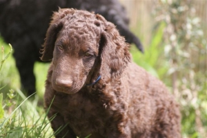 E-Wurf,8 Wochen alt 099 