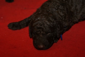 E-Wurf_20 Tage alt 016 