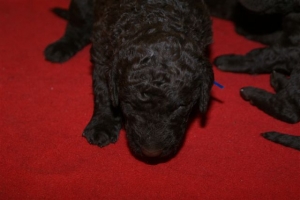 E-Wurf_20 Tage alt 017 