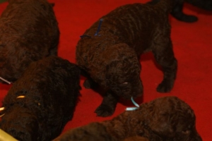 E-Wurf_20 Tage alt 038 