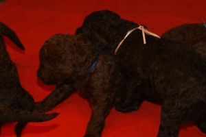 E-Wurf_20 Tage alt 044 