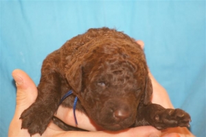 E-Wurf_22 Tage alt 018 