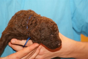 E-Wurf_22 Tage alt 019 