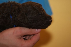 E-Wurf_22 Tage alt 020 