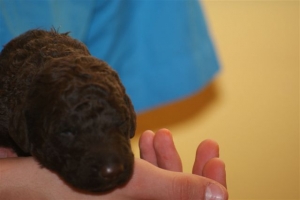 E-Wurf_22 Tage alt 021 