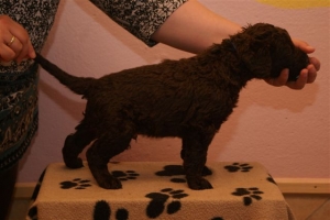 E-Wurf_28 Tage alt_Arnoldstein Cocker 019    