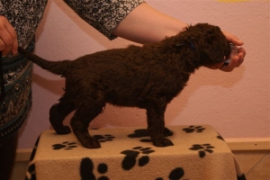 E-Wurf_28 Tage alt_Arnoldstein Cocker 020    