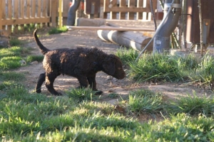 E-Wurf_28 Tage alt_Arnoldstein Cocker_5 Wochen alt 011    