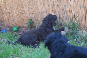 E-Wurf_28 Tage alt_Arnoldstein Cocker_5 Wochen alt 018    