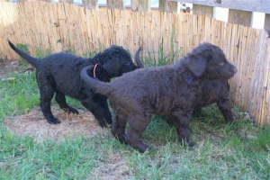 E-Wurf_28 Tage alt_Arnoldstein Cocker_5 Wochen alt 040    