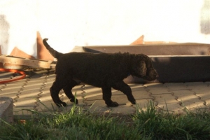 E-Wurf_28 Tage alt_Arnoldstein Cocker_5 Wochen alt 054    