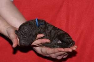 E-wurf_5 Tage alt 017 