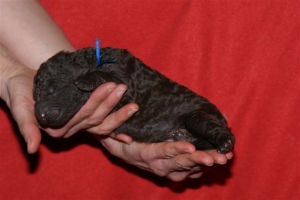 E-wurf_5 Tage alt 018 